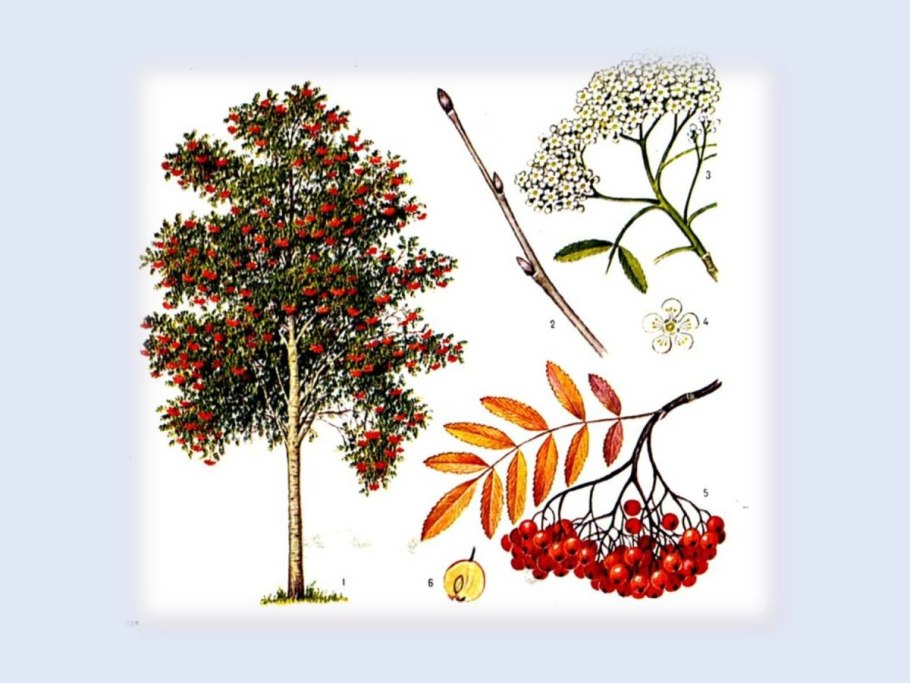 Белоствольная береза