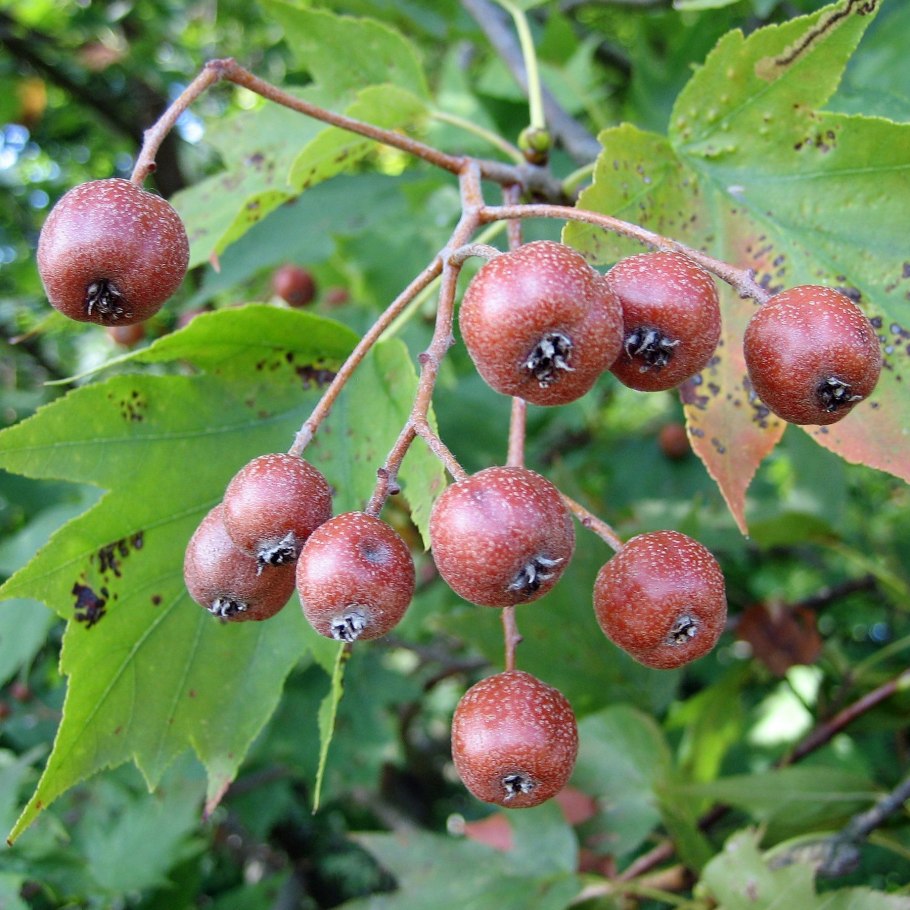 Рябина глоговина Sorbus torminalis