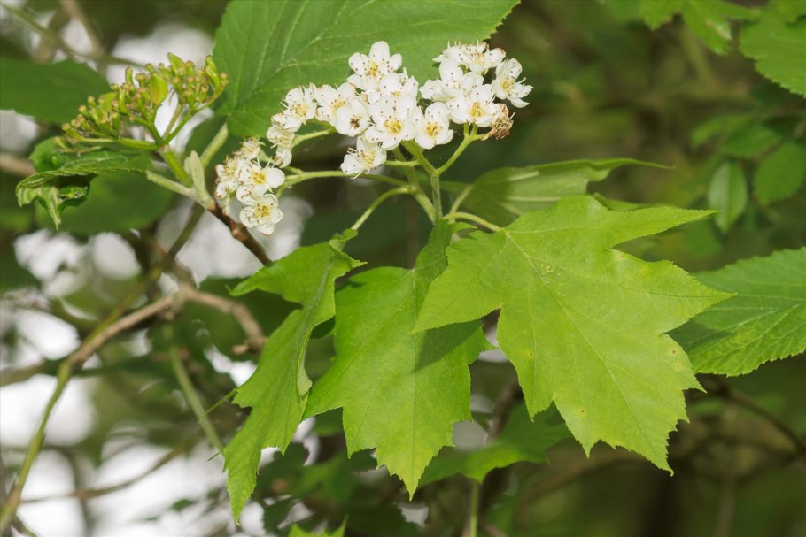 Берека рябина глоговина