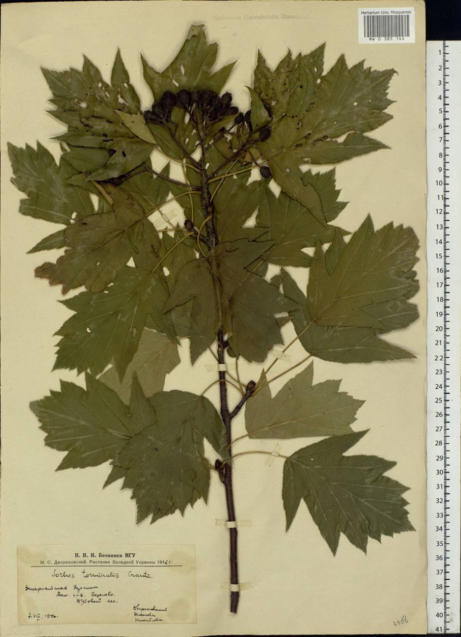 Рябина глоговина дерево