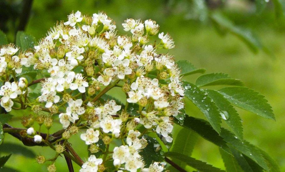 Амелосорбус растение