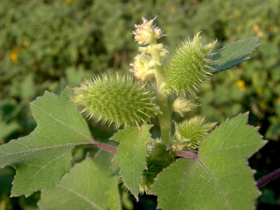 Дурнишник Xanthium strumarium