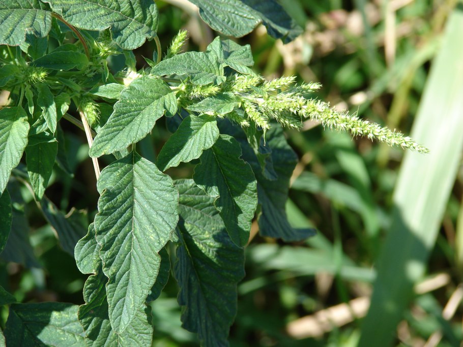 Amaranthus spinosus l.