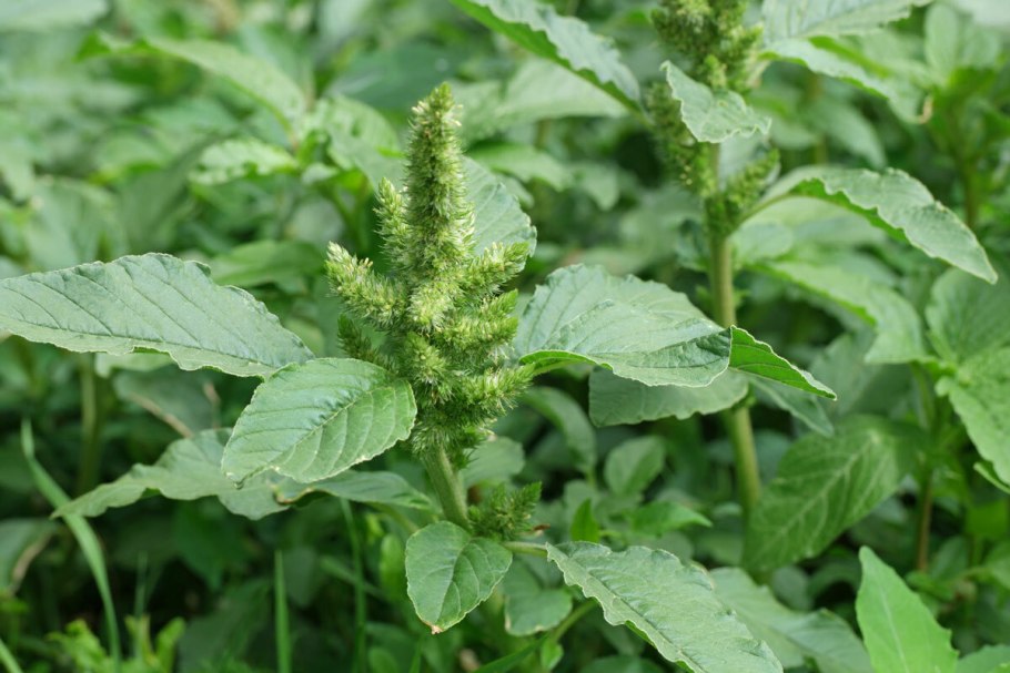 Щирица запрокинутая Amaranthus retroflexus