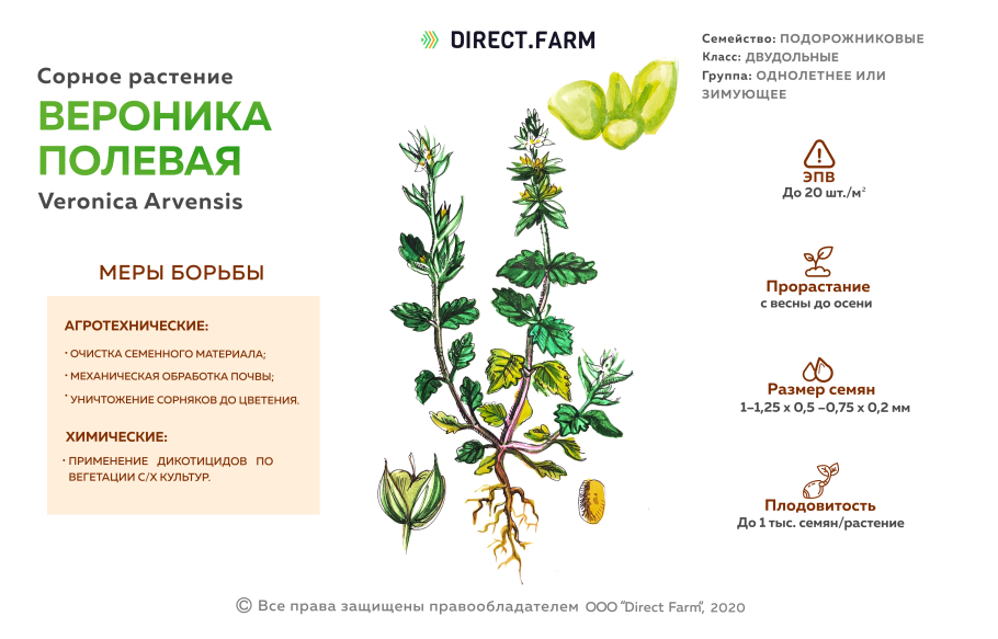 Вероника сорняк двудольные