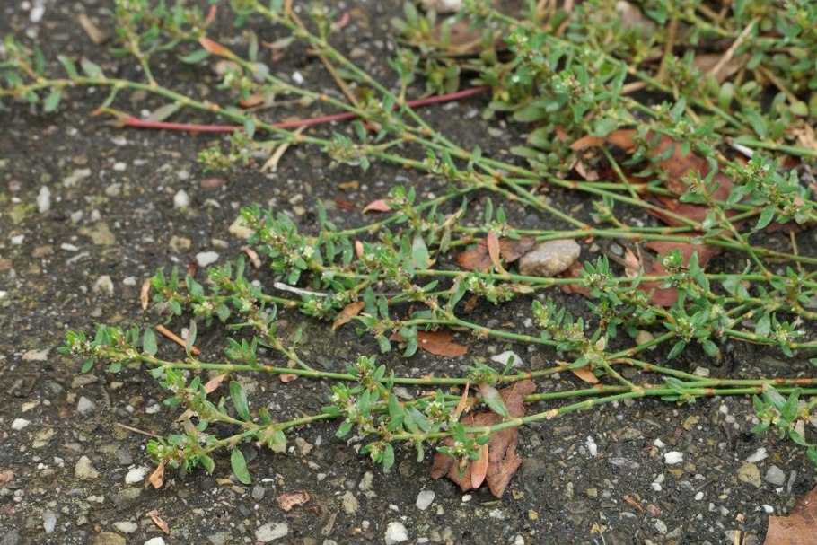 Горец птичий Polygonum aviculare всходы