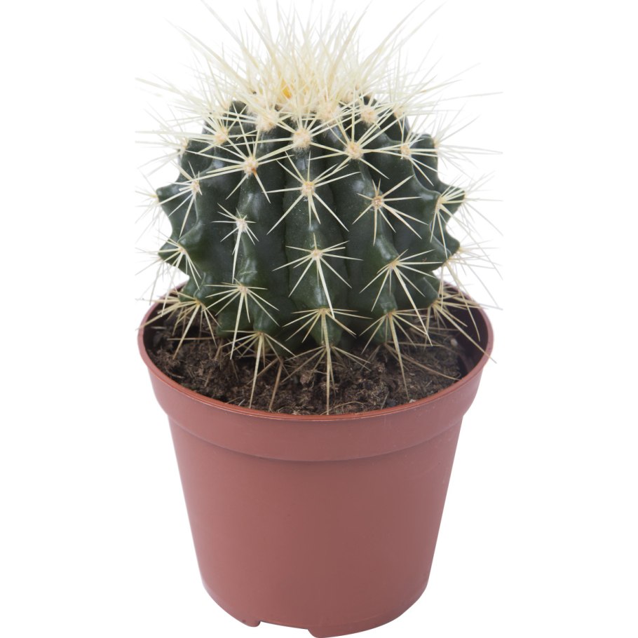 Эхинокактус грузони Рейнбоу