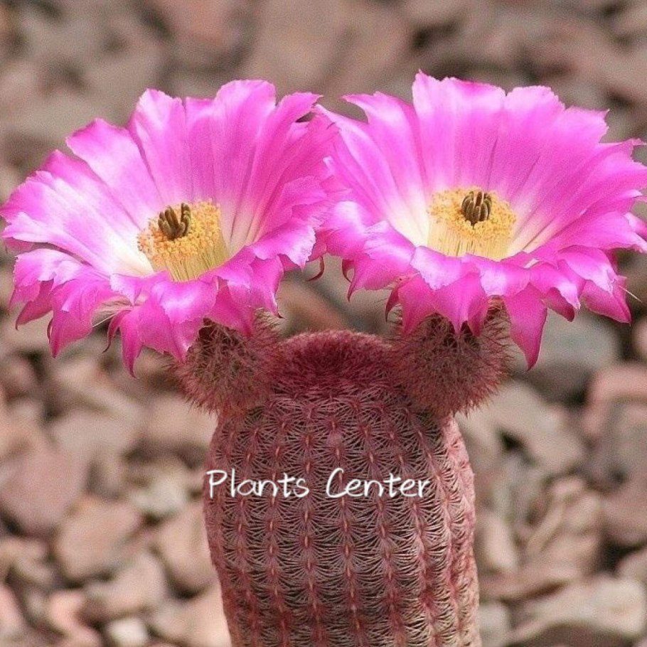 Эхинокактус Магнификус