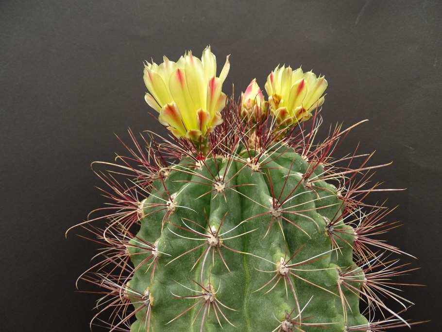 Шаровидные кактусы Гимнокалициум