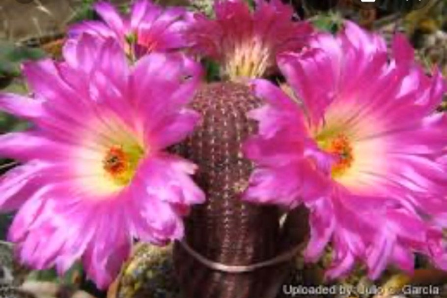 Кактус Леруа Мерлен