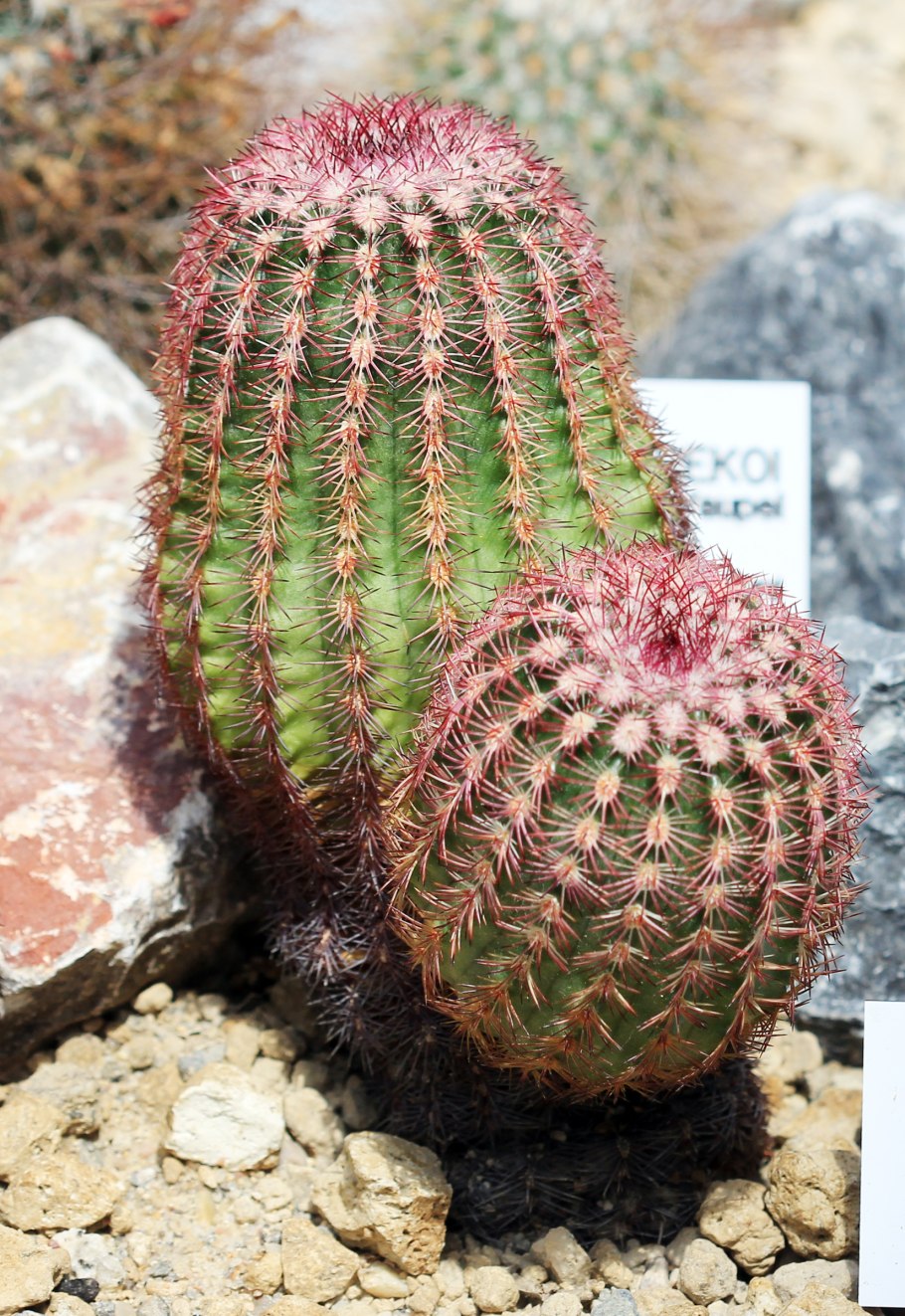 Эхинокактус грузони крашеный микс