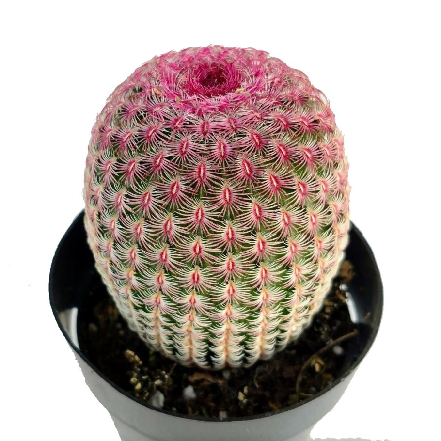 Аризонский Радужный Кактус