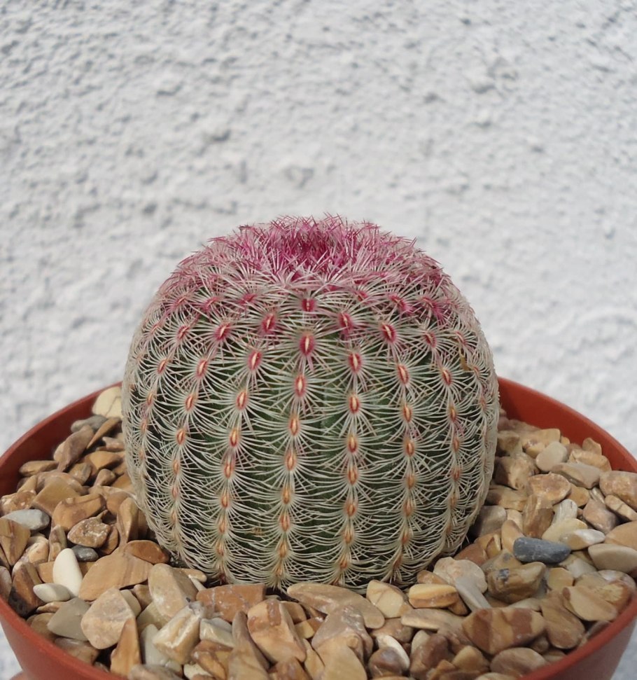 Аризонский Радужный Кактус