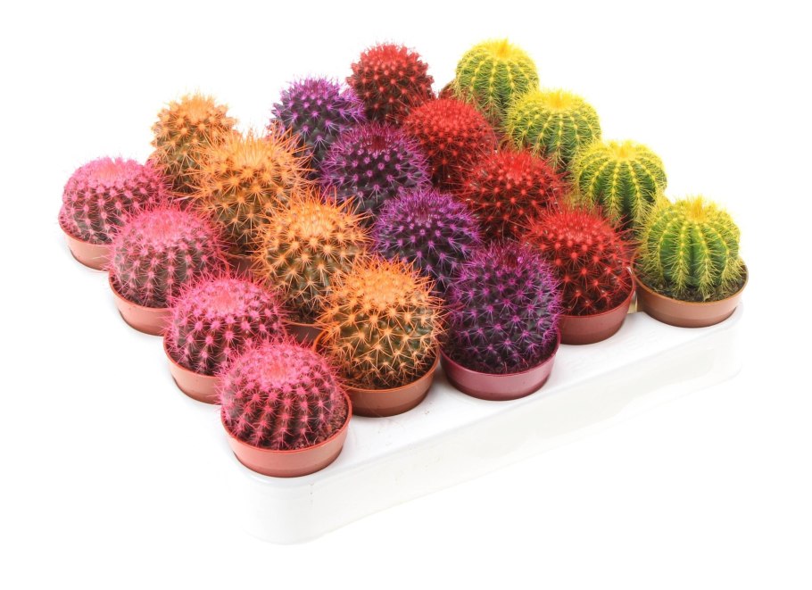 Кактус микс d5 5 h10