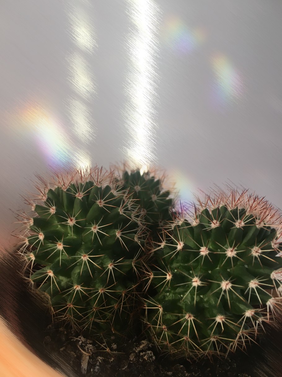 Техасский Кактус