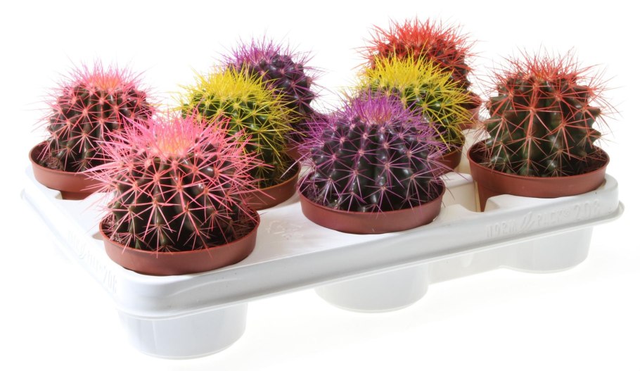 Грузони (Echinocactus grusonii)