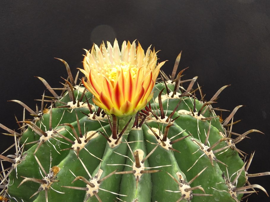 Эхинокактус грузони
