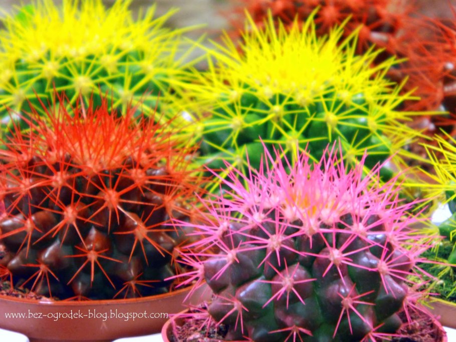 Радужный Эхинокактус