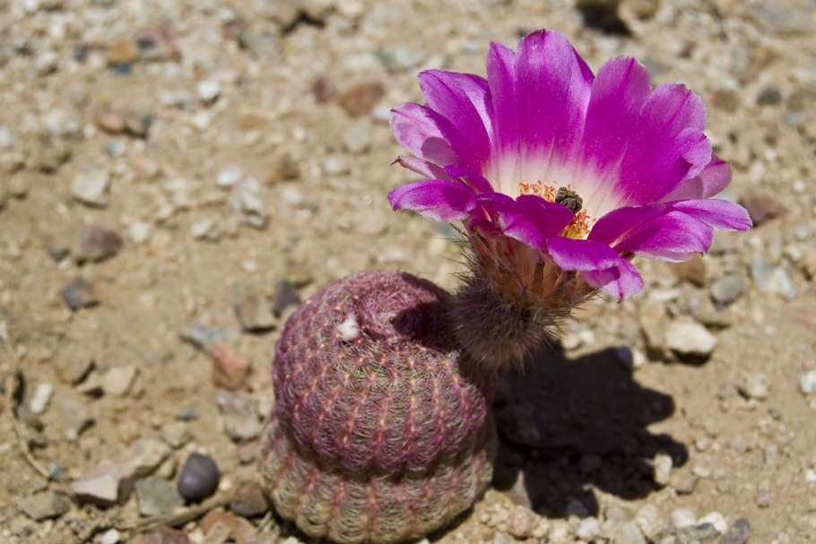 Кактус Эхинокактус грузони