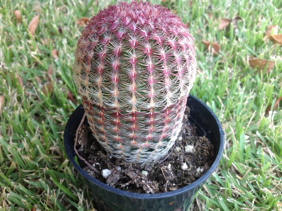 Echinocereus rigidissimus