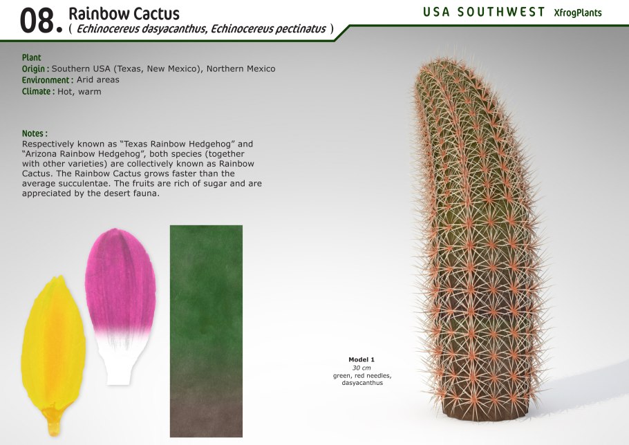 Кактус Рейнбоу хедгехог