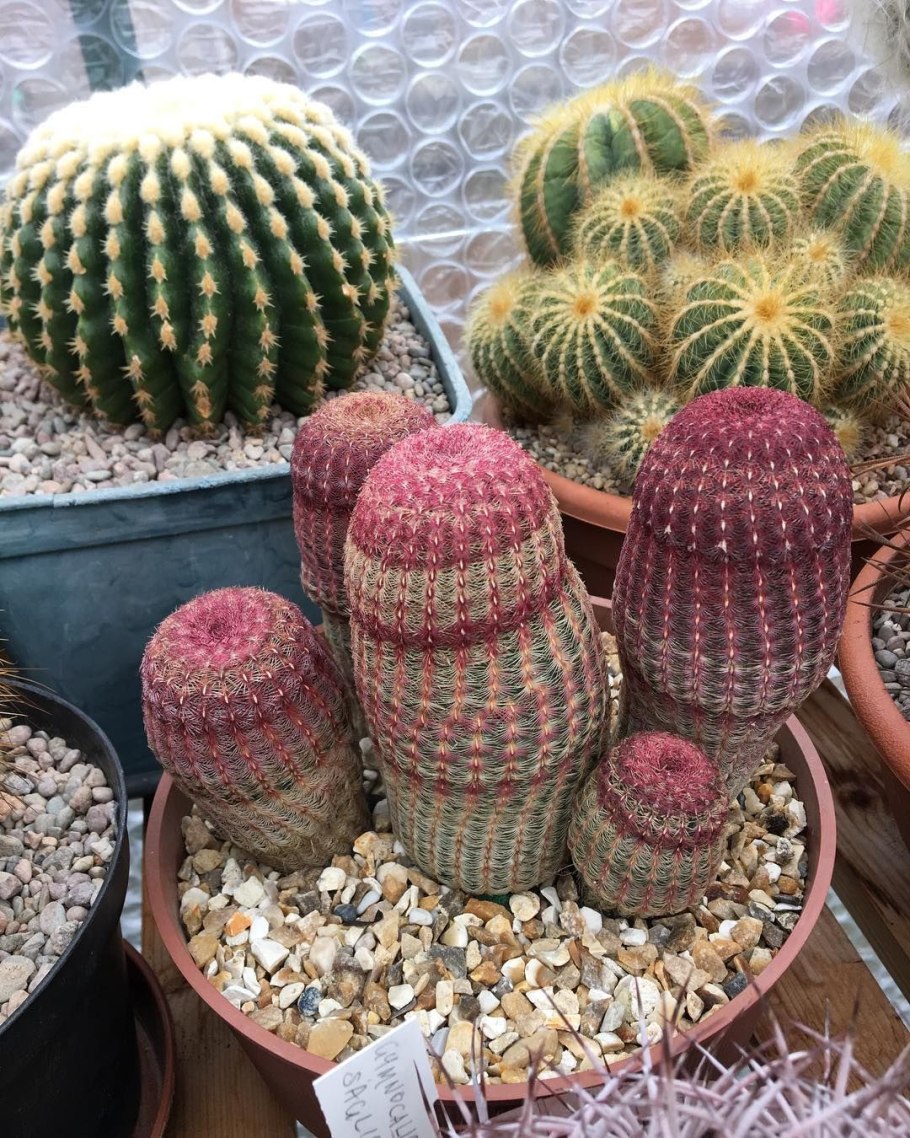 Эхинокактус грузони Рейнбоу