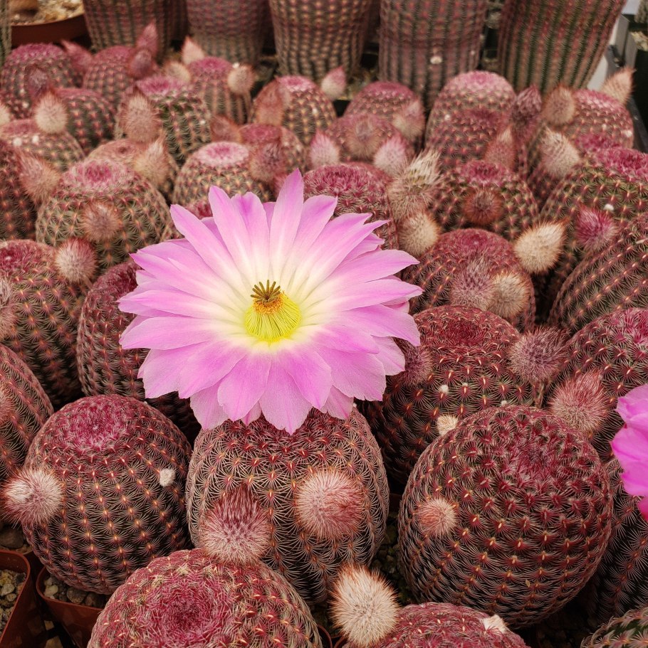 Эхинокактус грузони Радуга микс