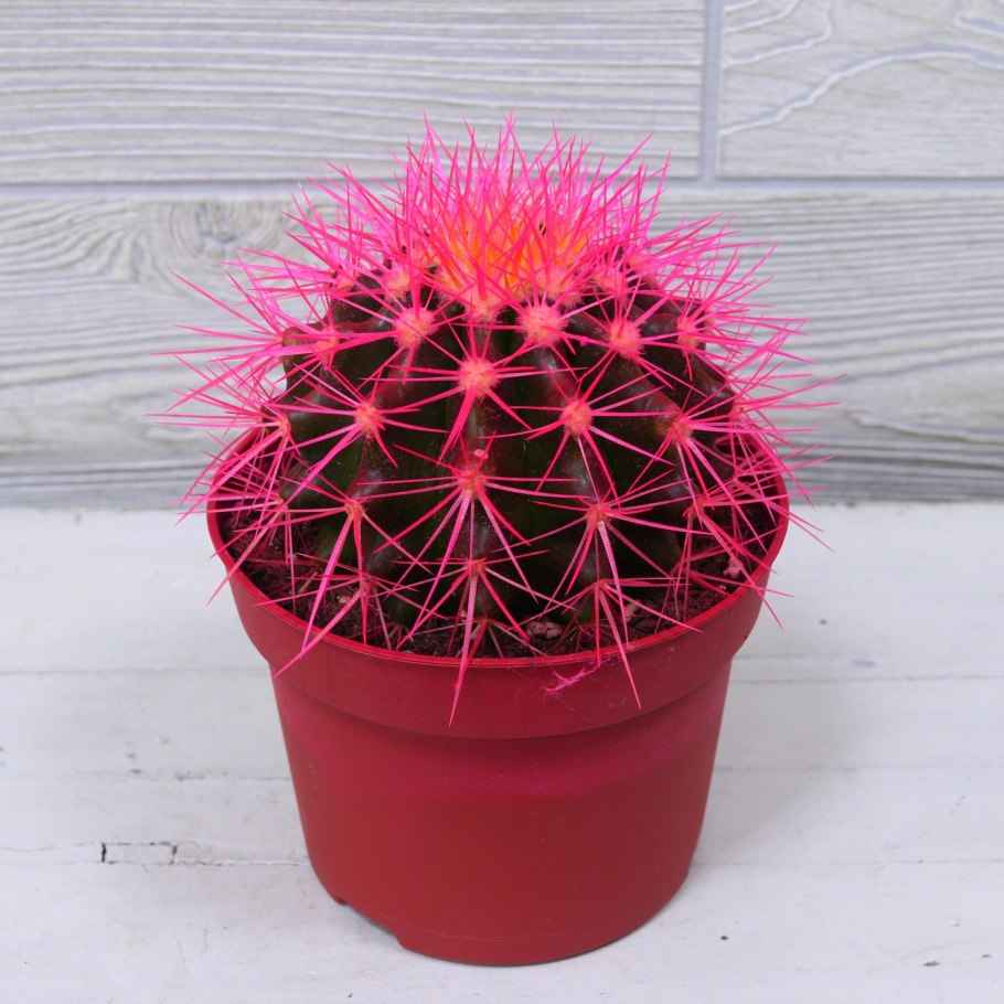 Кактус Эхинокактус грузони