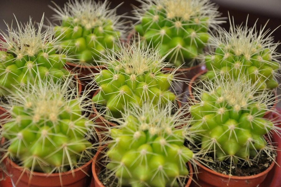 Радужный Кактус