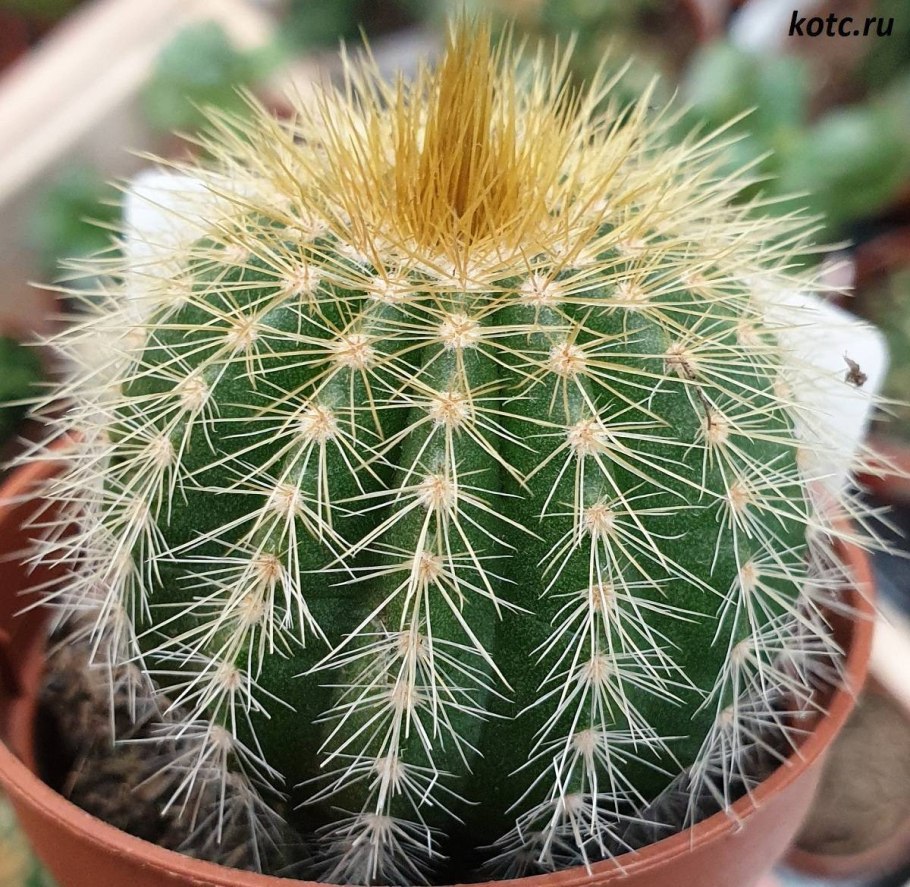 Эхинокактус грузони