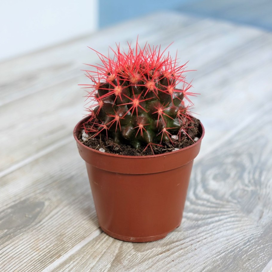 Кактус Lophocereus schottii- Totem Pole ( тотемный столб)