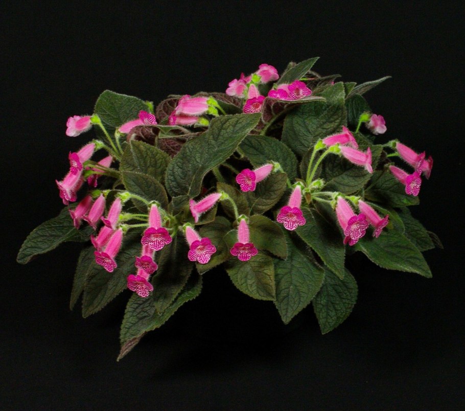 Kohleria eriantha
