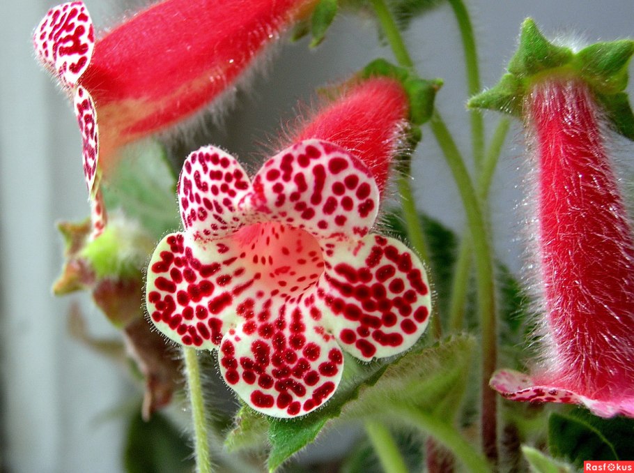 Колерия карнавал