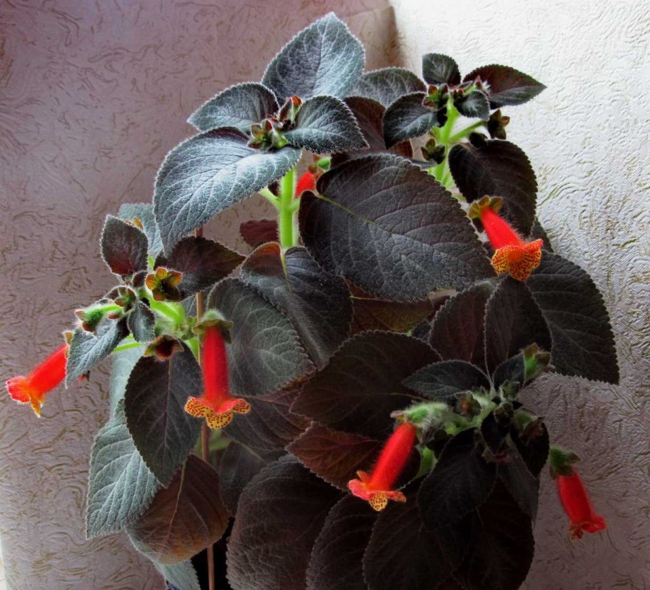 Колерия красная