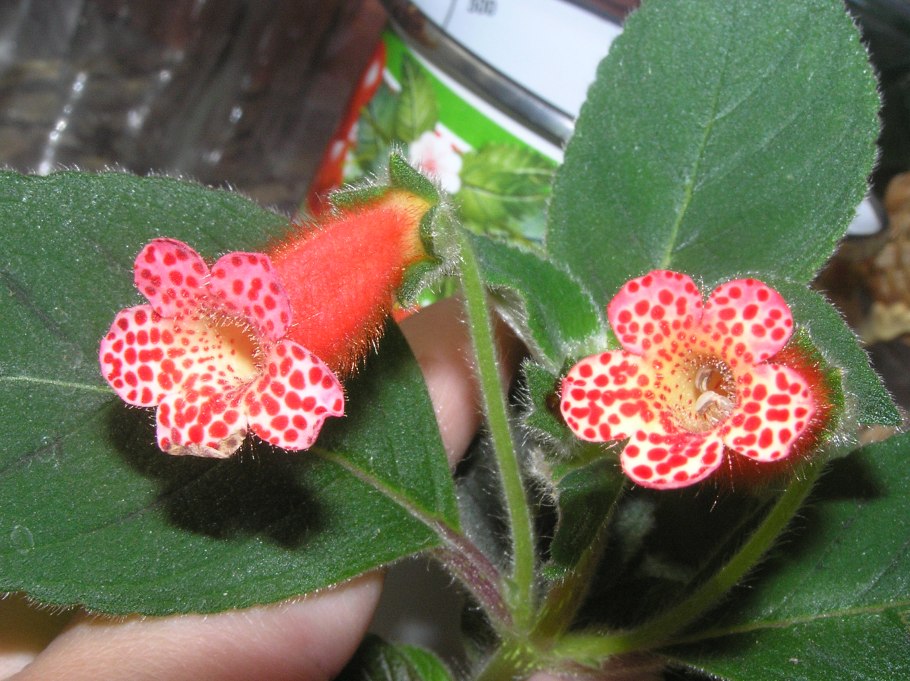 Колерия пушистоцветковая