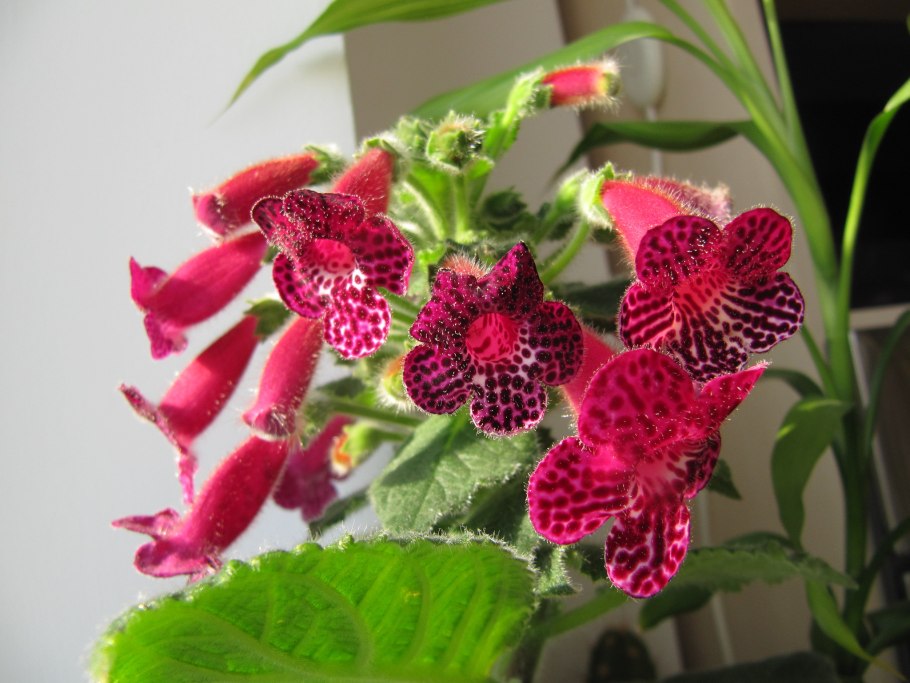 Колерия Лурдес