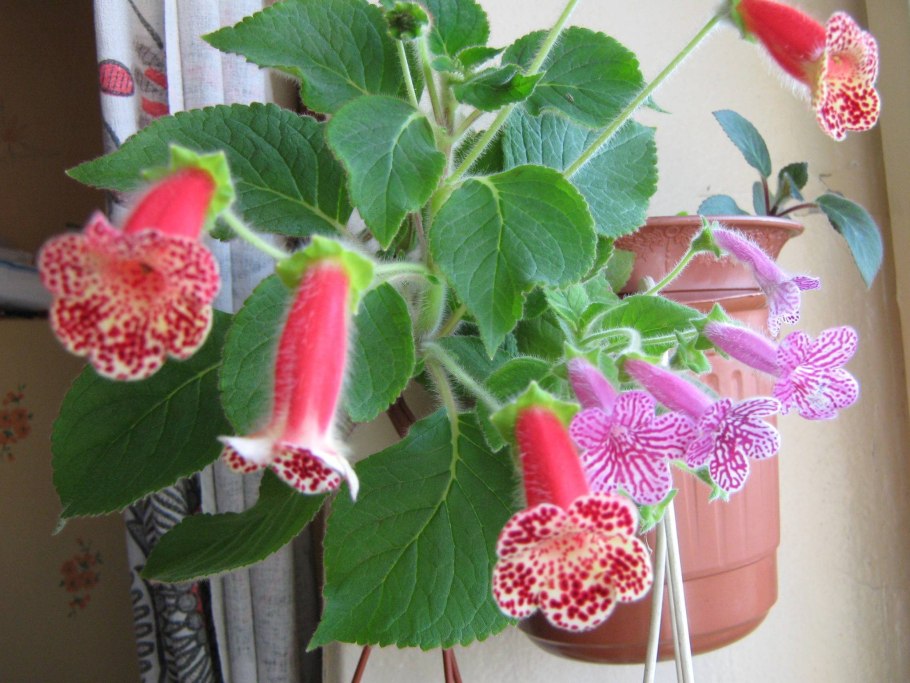 Калерия ампельная