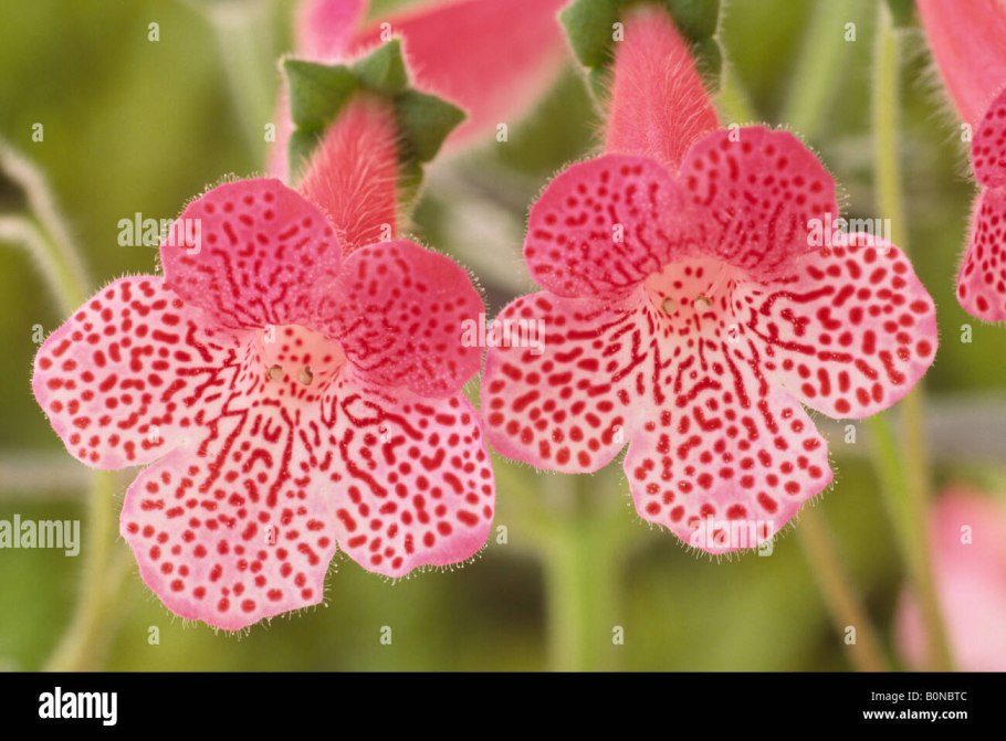 Колерия наперстянкоцветковая