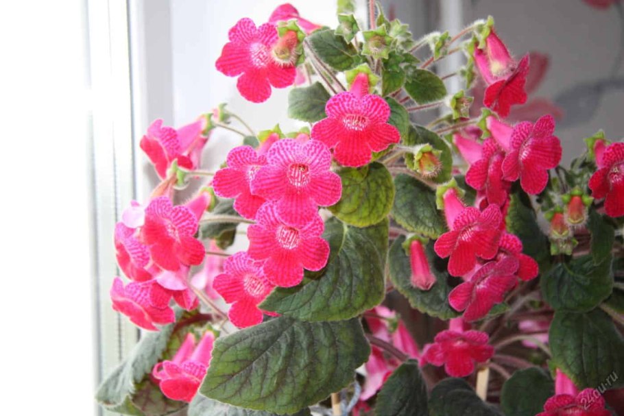 Колерия розовая