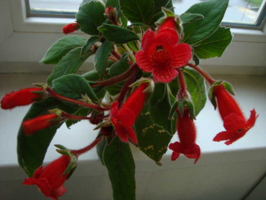 Калерия ампельная