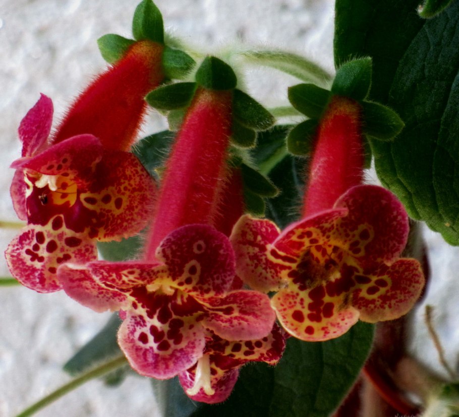 Колерия (Kohleria)