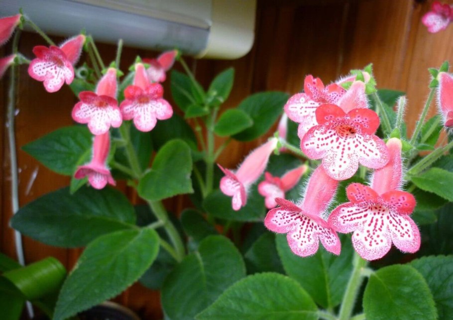 Калерия ампельная цветок