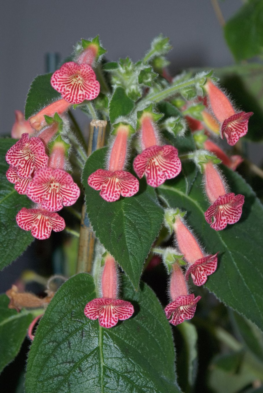 Колерия боготская