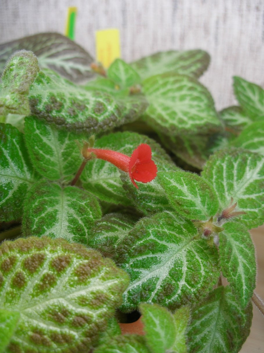 Эписция и Калерия