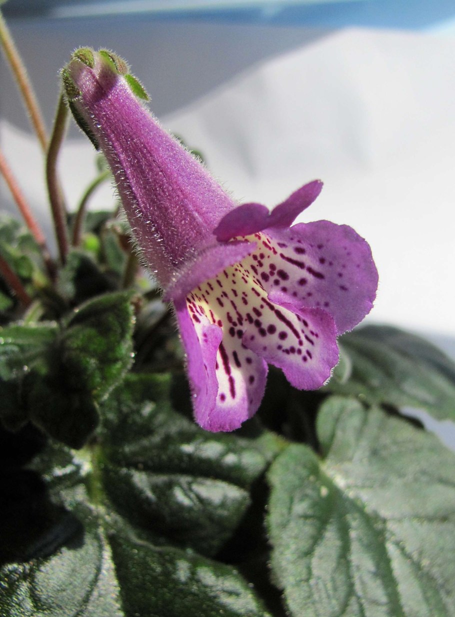 Геснериевые колерия