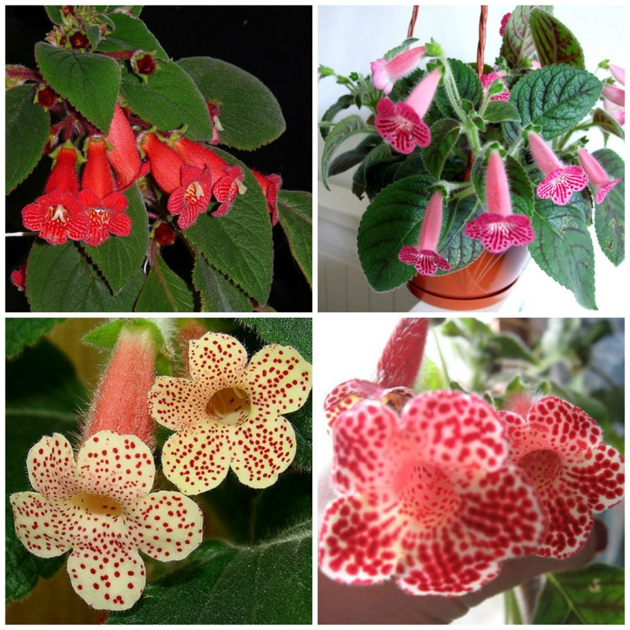 Колерия боготская