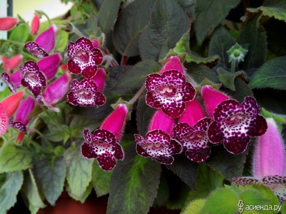 Колерия Karl Lindberg