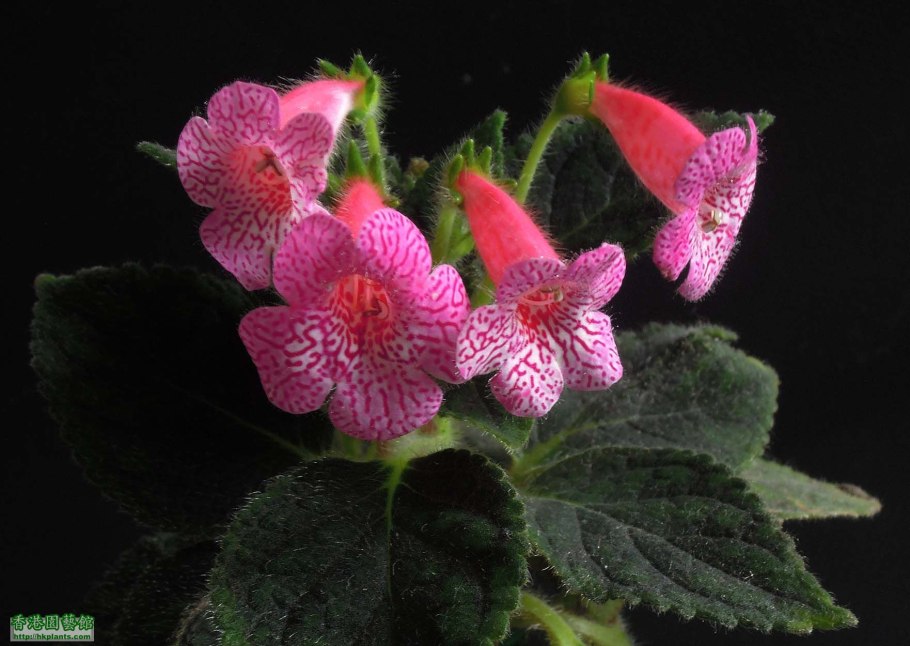 Колерия Бетховен