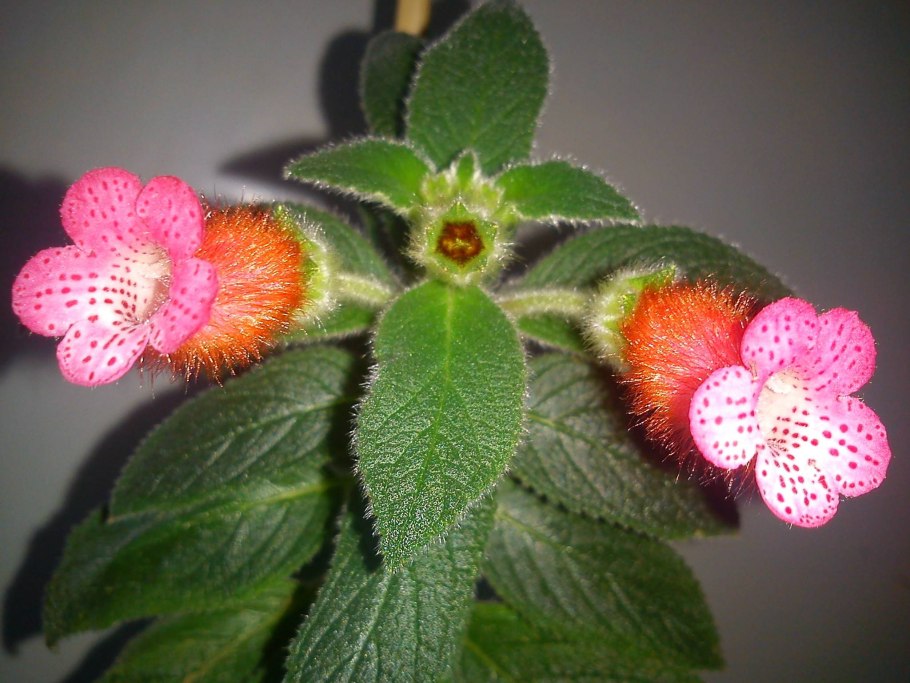 Цветок колерия пушистоцветковая