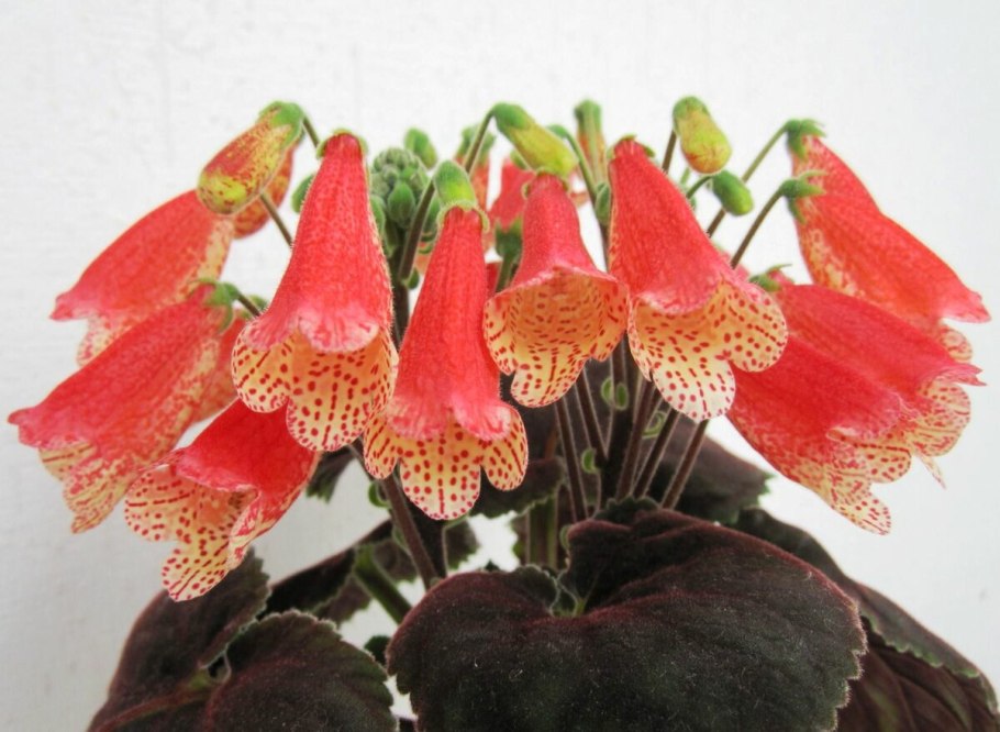 Смитианта cinnabarina